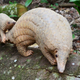 Illustration for article titled ZOMG, ITS A BABY.....PANGOLIN?